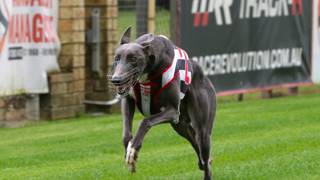 Hara’s Loki out for second career win